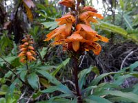 Isoplexis canariensis 4, Saxifraga-Ed Stikvoort