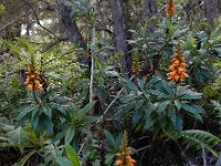 Isoplexis canariensis 7, Saxifraga-Ed Stikvoort