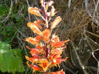 Isoplexis chalcantha 3, Saxifraga-Rutger Barendse