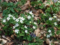 Isopyrum thalictroides 2, Saxifraga-Jasenka Topic