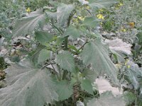 Iva xanthiifolia 4, Iva, Saxifraga-Rutger Barendse