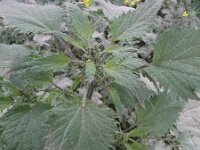 Iva xanthiifolia 5, Iva, Saxifraga-Rutger Barendse