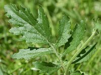 Jacobaea aquatica 3, Waterkruiskruid, Saxifraga-Sonja Bouwman  889. Waterkruiskruid - Jacobaea aquatica - Asteraceae familie (i)