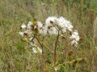 Jacobaea erucifolia 8, Viltig kruiskruid, Saxifraga-Rutger Barendse