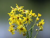 Jacobaea paludosa 15, Moeraskruiskruid, Saxifraga-Bart Vastenhouw