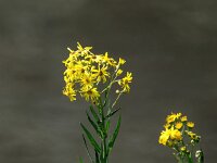 Jacobaea paludosa 16, Moeraskruiskruid, Saxifraga-Bart Vastenhouw