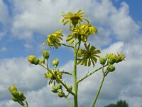 Jacobaea paludosa 19, Moeraskruiskruid, Saxifraga-Hans Grotenhuis