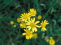 Jacobaea paludosa 2, Moeraskruiskruid, Saxifraga-Hans Dekker