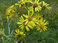 Jacobaea paludosa 20, Moeraskruiskruid, Saxifraga-Hans Grotenhuis