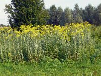 Jacobaea paludosa 21, Moeraskruiskruid, Saxifraga-Hans Grotenhuis