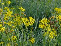 Jacobaea paludosa 22, Moeraskruiskruid, Saxifraga-Hans Grotenhuis