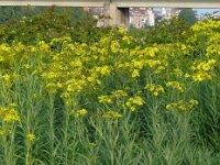 Jacobaea paludosa 23, Moeraskruiskruid, Saxifraga-Hans Grotenhuis