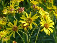 Jacobaea paludosa 24, Moeraskruiskruid, Saxifraga-Hans Grotenhuis