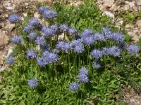 Jasione bulgarica 2, Saxifraga-Harry Jans  Jasione bulgarica