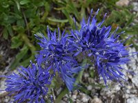 Jasione orbiculata 2, Saxifraga-Harry Jans  Jasione orbiculata
