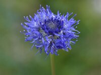 Jasione orbiculata 3, Saxifraga-Harry Jans  Jasione orbelica