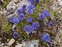 Jasione orbiculata 4, Saxifraga-Harry Jans  Jasione orbiculata