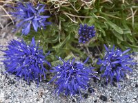 Jasione orbiculata 5, Saxifraga-Harry Jans  Jasione orbiculata