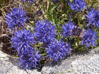 Jasione orbiculata 6, Saxifraga-Harry Jans  Jasione orbiculata