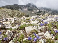 Jasione orbiculata 8, Saxifraga-Harry Jans  Jasione orbiculata