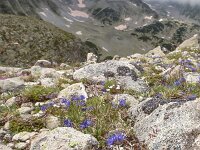 Jasione orbiculata 9, Saxifraga-Harry Jans  Jasione orbiculata