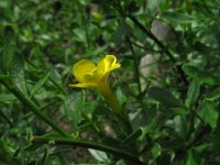Jasminum fruticans 3, Saxifraga-Rutger Barendse