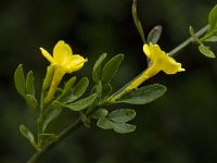Jasminum fruticans 4, Saxifraga-Willem van Kruijsbergen