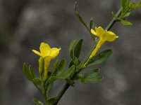 Jasminum fruticans 6, Saxifraga-Willem van Kruijsbergen