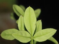 Jasminum nudiflorum 2, Winterjasmijn, Saxifraga-Rutger Barendse