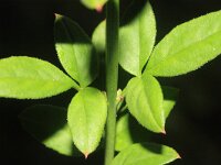 Jasminum nudiflorum 3, Winterjasmijn, Saxifraga-Rutger Barendse