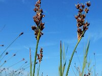 Juncus anceps 2, Saxifraga-Ed Stikvoort
