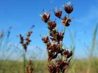 Juncus anceps 3, Saxifraga-Ed Stikvoort