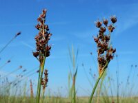 Juncus anceps 4, Saxifraga-Ed Stikvoort