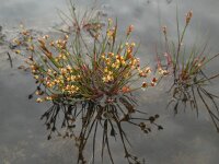 Juncus bulbosus 31, Knolrus, Saxifraga-Ed Stikvoort
