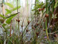 Juncus bulbosus 32, Knolrus, Saxifraga-Ed Stikvoort