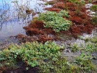 Juncus bulbosus 15, Knolrus, Saxifraga-Hans Boll