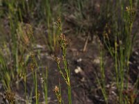 Juncus canadensis 2, Canadese rus, Saxifraga-Peter Meininger