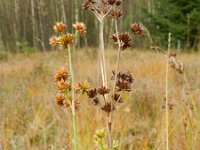 Juncus canadensis 11, Canadese rus, Saxifraga-Rutger Barendse