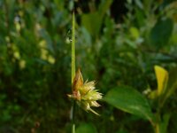 Juncus capitatus 10, Koprus, Saxifraga-Ed Stikvoort