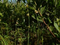 Juncus capitatus 11, Koprus, Saxifraga-Ed Stikvoort