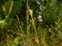 Juncus capitatus 12, Koprus, Saxifraga-Ed Stikvoort