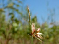 Juncus capitatus 13, Koprus, Saxifraga-Ed Stikvoort