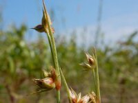 Juncus capitatus 14, Koprus, Saxifraga-Ed Stikvoort