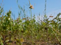 Juncus capitatus 15, Koprus, Saxifraga-Ed Stikvoort