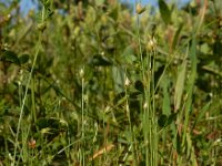 Juncus capitatus 16, Koprus, Saxifraga-Ed Stikvoort