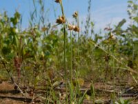 Juncus capitatus 17, Koprus, Saxifraga-Ed Stikvoort