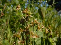 Juncus capitatus 18, Koprus, Saxifraga-Ed Stikvoort