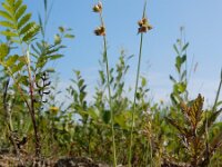 Juncus capitatus 19, Koprus, Saxifraga-Ed Stikvoort