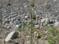 Juncus capitatus 2, Koprus, Saxifraga-Rutger Barendse