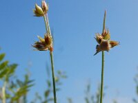 Juncus capitatus 20, Koprus, Saxifraga-Ed Stikvoort
